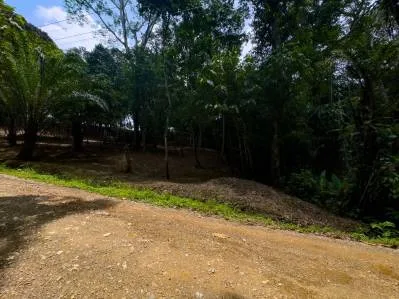 PROPERTY IN OJOCHAL WITH JUNGLE – 2.35 ACRES, photo 31