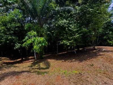 PROPERTY IN OJOCHAL WITH JUNGLE – 2.35 ACRES, photo 32