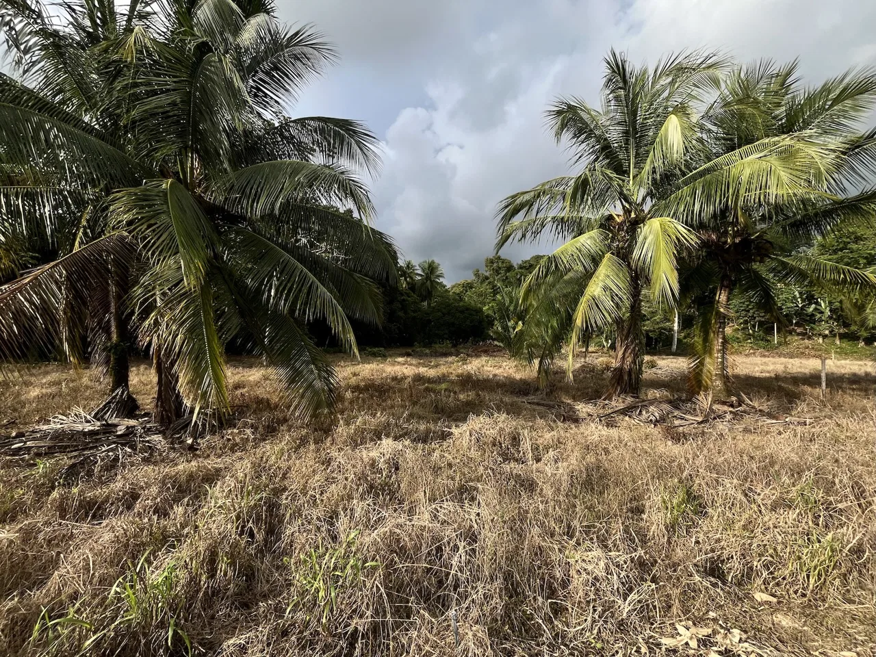 BUILDING PROPERTY WITH PUBLIC ROAD IN ROAD VIEWS, IN LA COLONIA – 14.2 ACRES, photo 17