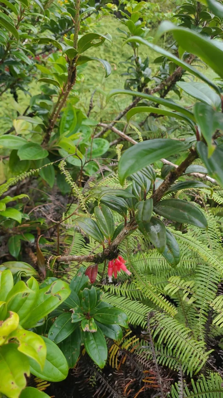 Preserve land in protected area Costa Rica, photo 13