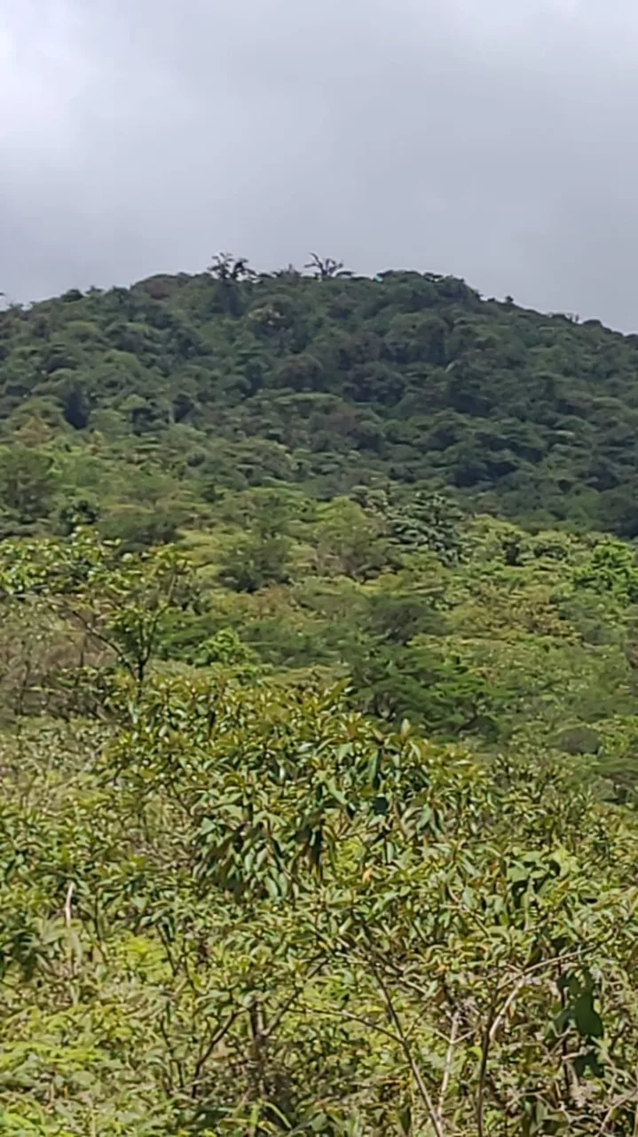 Preserve land in protected area Costa Rica, photo 15