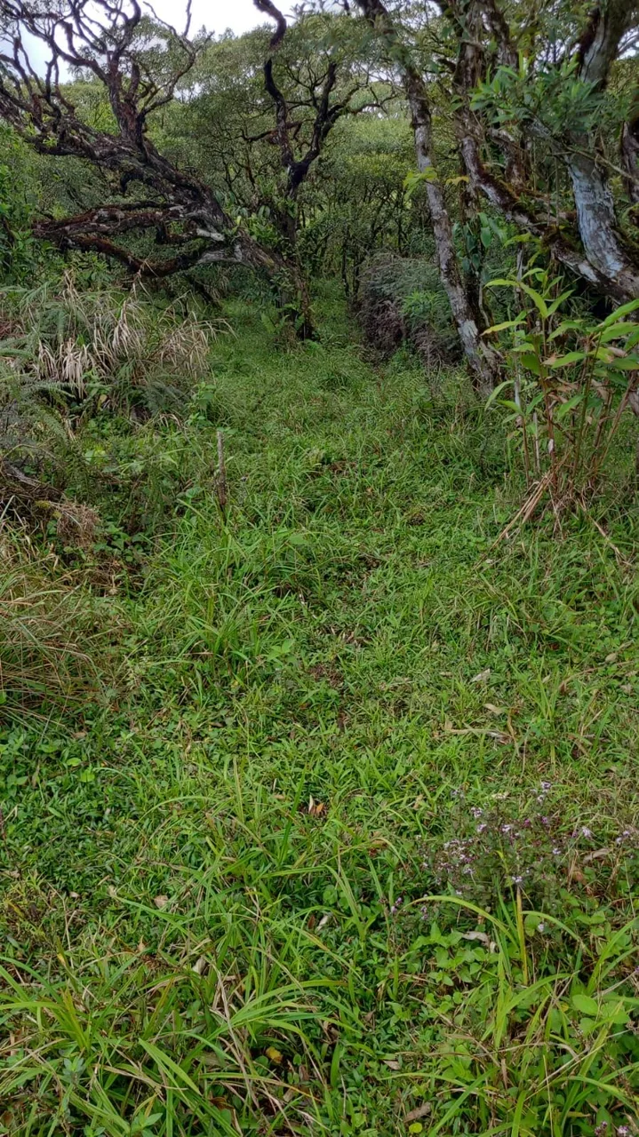 Preserve land in protected area Costa Rica, photo 10