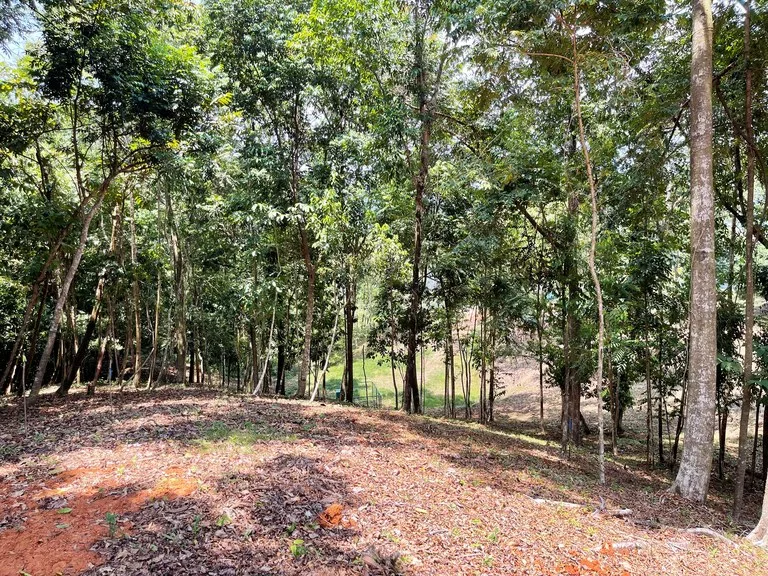 2.5 Acre Jungle and Valley View Home site in Dominical, photo 2