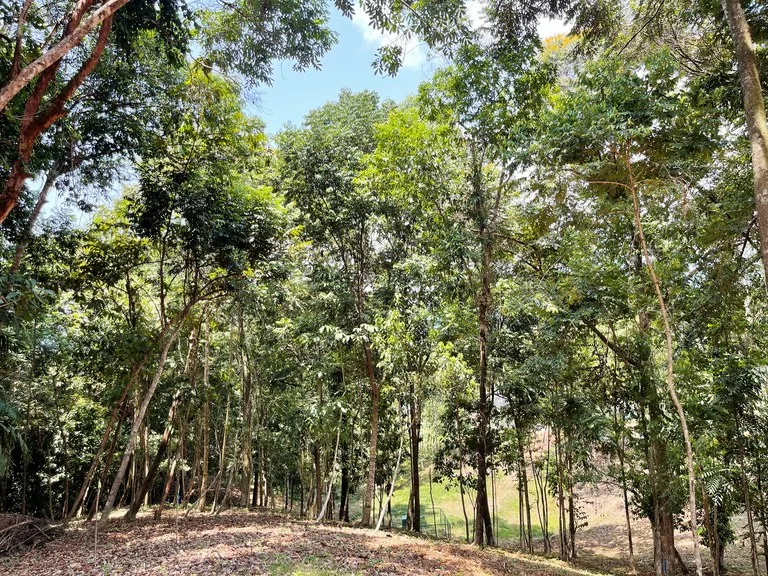 2.5 Acre Jungle and Valley View Home site in Dominical, photo 3