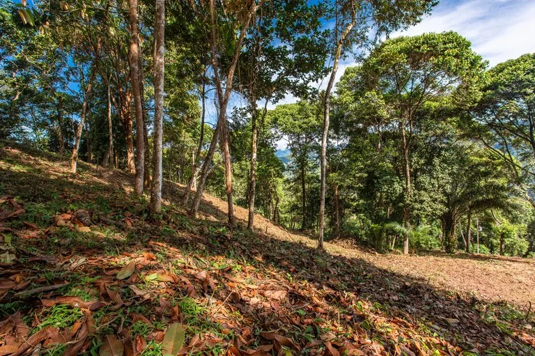 2.9 Acre Paradise with Diamante Valley Views Dominical, photo 12