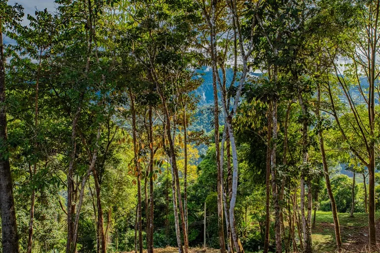 2.9 Acre Paradise with Diamante Valley Views Dominical, photo 8