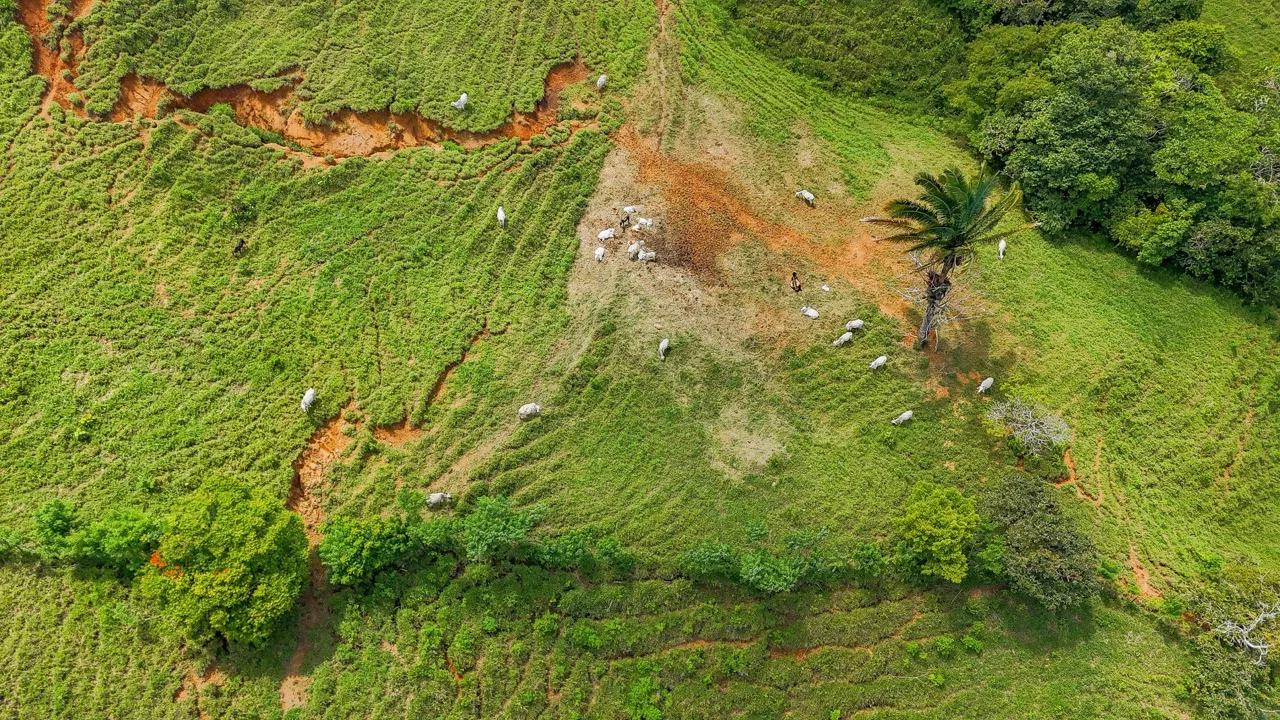 BUILDING FARM PROPERTY WITH MOUNTAIN VIEW, IN PUERTO CORTES – 464 ACRES, photo 5