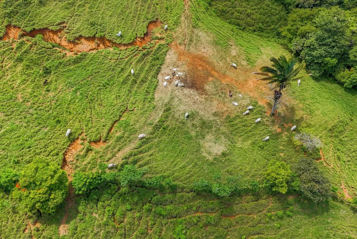 BUILDING FARM PROPERTY WITH MOUNTAIN VIEW, IN PUERTO CORTES – 464 ACRES, photo 6