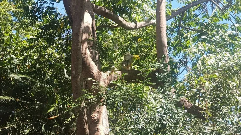 Prime Lot, very close to the beach for sale in the center of Playas del Coco, photo 3
