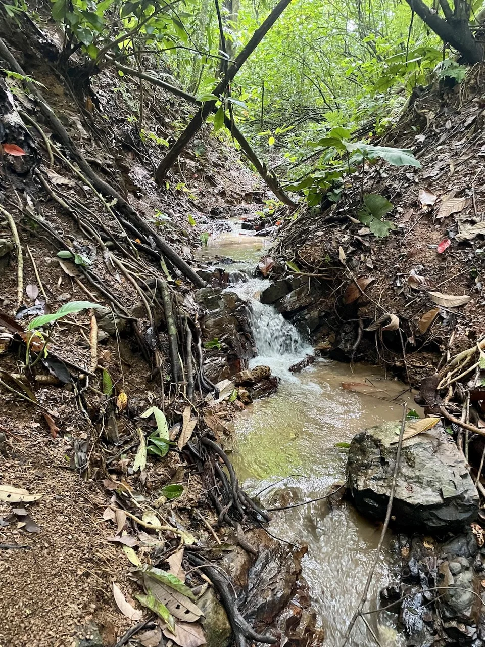 JUNGLE BUILDING PROPERTY WITH PANORAMIC VALLEY VIEW WITH CREEK IN TRES RIOS, – 61.7 ACRES, photo 11