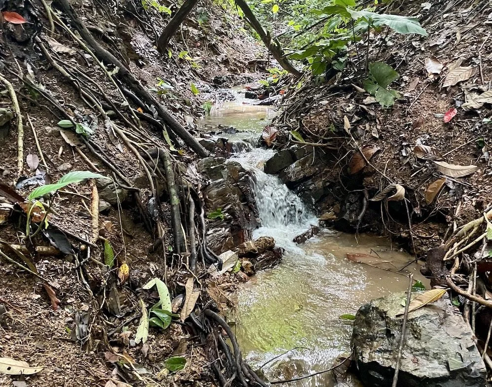 JUNGLE BUILDING PROPERTY WITH PANORAMIC VALLEY VIEW WITH CREEK IN TRES RIOS, – 61.7 ACRES, photo 12