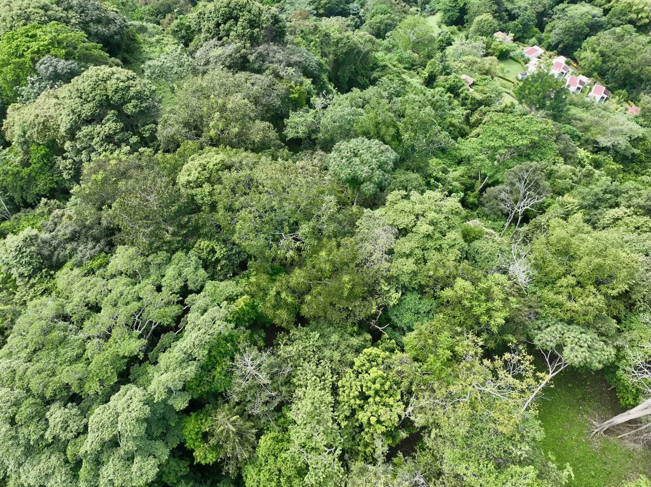JUNGLE BUILDING PROPERTY WITH PANORAMIC VALLEY VIEW WITH CREEK IN TRES RIOS, – 61.7 ACRES, photo 17