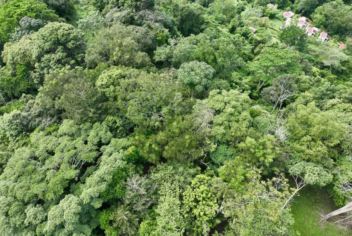 JUNGLE BUILDING PROPERTY WITH PANORAMIC VALLEY VIEW WITH CREEK IN TRES RIOS, – 61.7 ACRES, photo 18