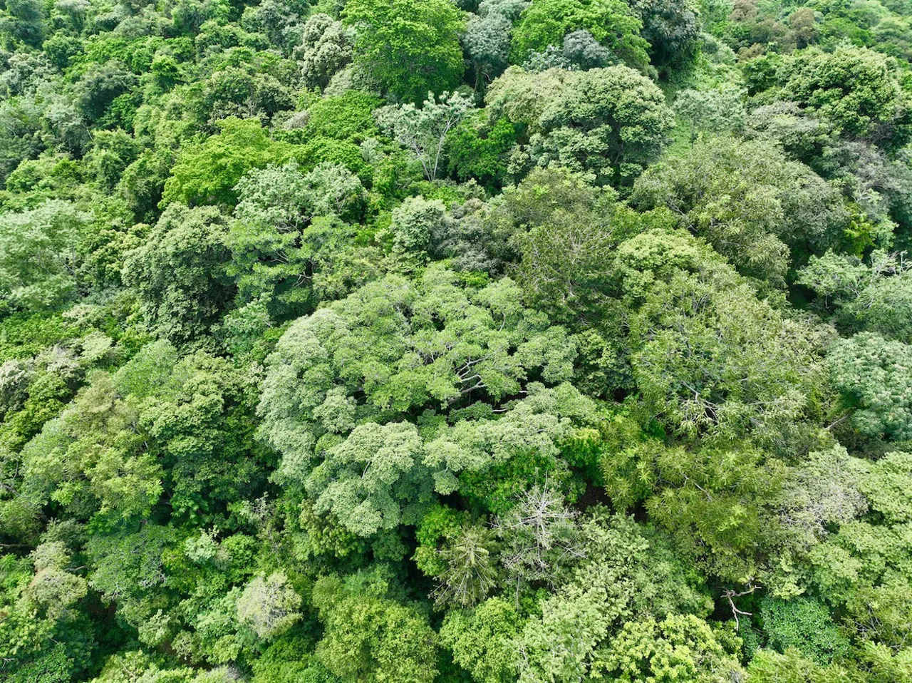 JUNGLE BUILDING PROPERTY WITH PANORAMIC VALLEY VIEW WITH CREEK IN TRES RIOS, – 61.7 ACRES, photo 23