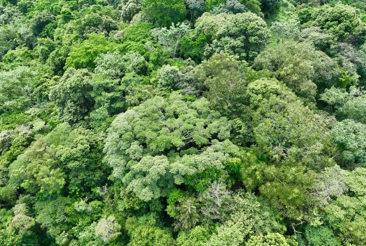 JUNGLE BUILDING PROPERTY WITH PANORAMIC VALLEY VIEW WITH CREEK IN TRES RIOS, – 61.7 ACRES, photo 24