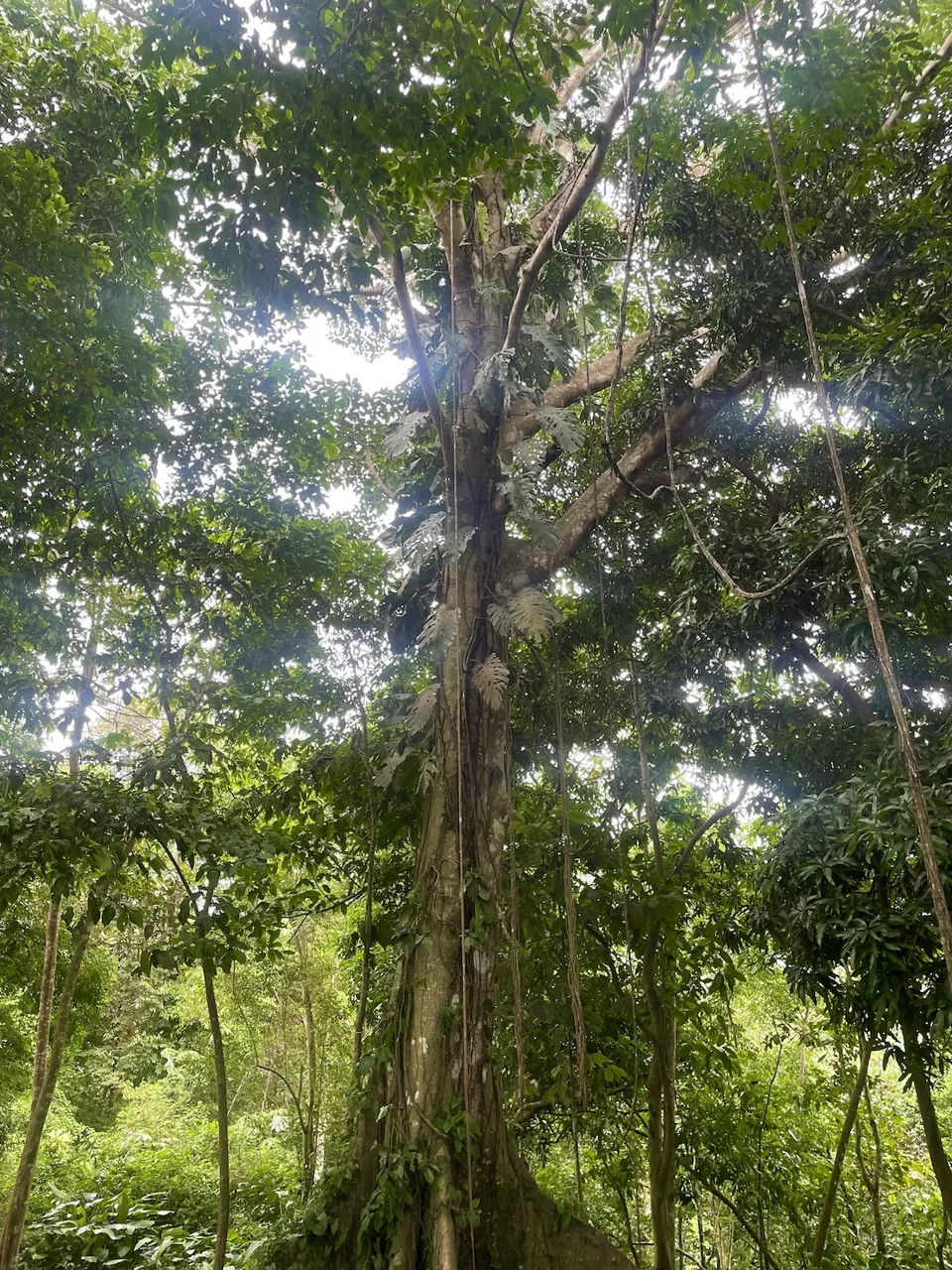 JUNGLE BUILDING PROPERTY WITH PANORAMIC VALLEY VIEW WITH CREEK IN TRES RIOS, – 61.7 ACRES, photo 7