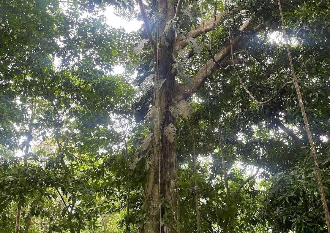 JUNGLE BUILDING PROPERTY WITH PANORAMIC VALLEY VIEW WITH CREEK IN TRES RIOS, – 61.7 ACRES, photo 8