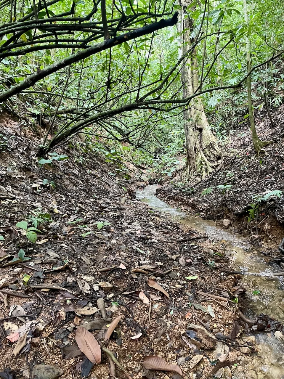 JUNGLE BUILDING PROPERTY WITH PANORAMIC VALLEY VIEW WITH CREEK IN TRES RIOS, – 61.7 ACRES, photo 9