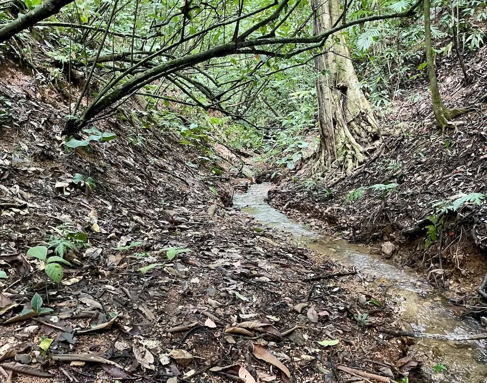 JUNGLE BUILDING PROPERTY WITH PANORAMIC VALLEY VIEW WITH CREEK IN TRES RIOS, – 61.7 ACRES, photo 10