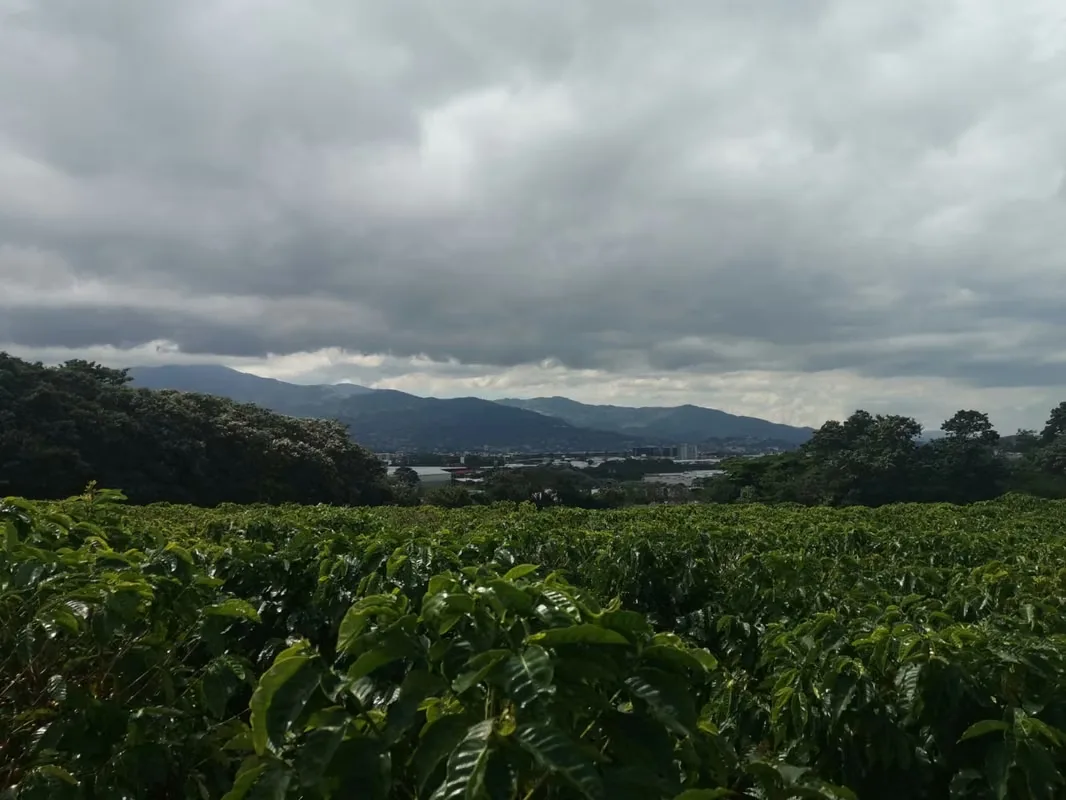 MA Asesorías vende Finca de 6 Hectáreas, con Uso de Suelo Mixto e Industrial, en San Pablo de Heredia.