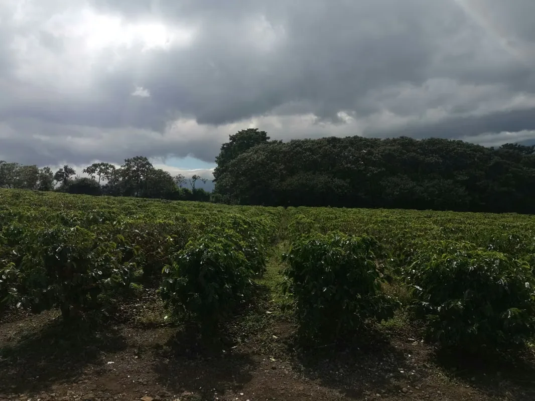 MA Asesorías vende Finca de 6 Hectáreas, con Uso de Suelo Mixto e Industrial, en San Pablo de Heredia., photo 11