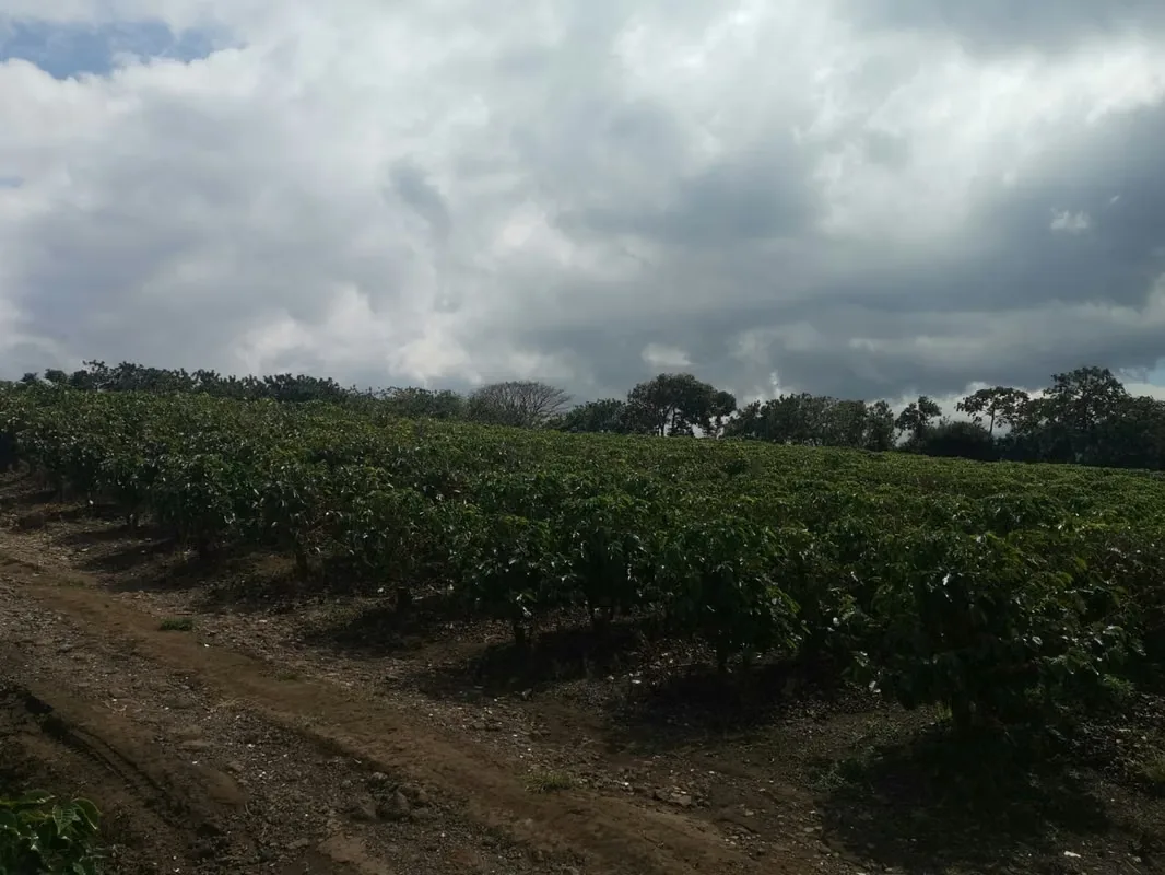 MA Asesorías vende Finca de 6 Hectáreas, con Uso de Suelo Mixto e Industrial, en San Pablo de Heredia., photo 12