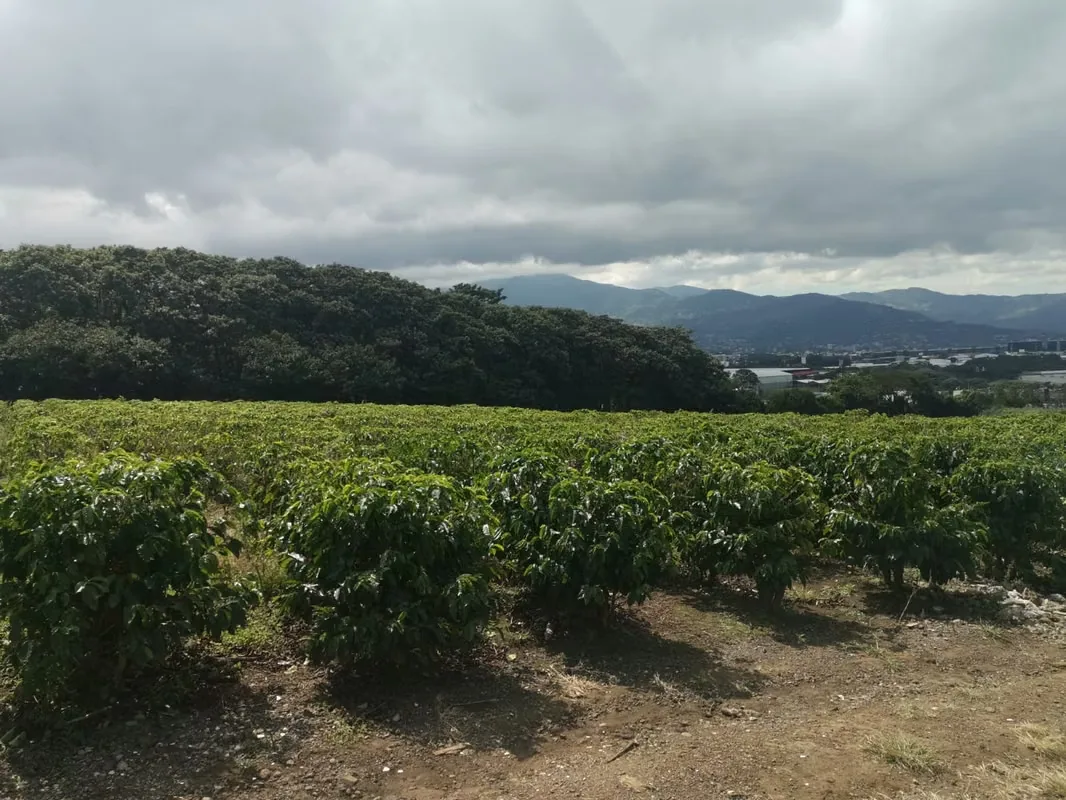 MA Asesorías vende Finca de 6 Hectáreas, con Uso de Suelo Mixto e Industrial, en San Pablo de Heredia., photo 13