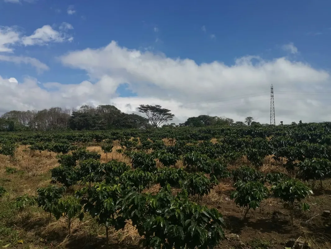 MA Asesorías vende Finca de 6 Hectáreas, con Uso de Suelo Mixto e Industrial, en San Pablo de Heredia., photo 6