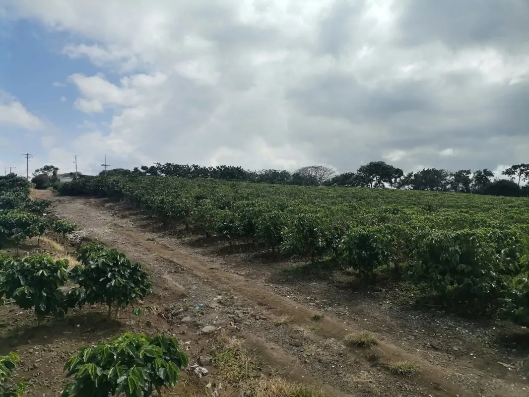MA Asesorías vende Finca de 6 Hectáreas, con Uso de Suelo Mixto e Industrial, en San Pablo de Heredia., photo 7