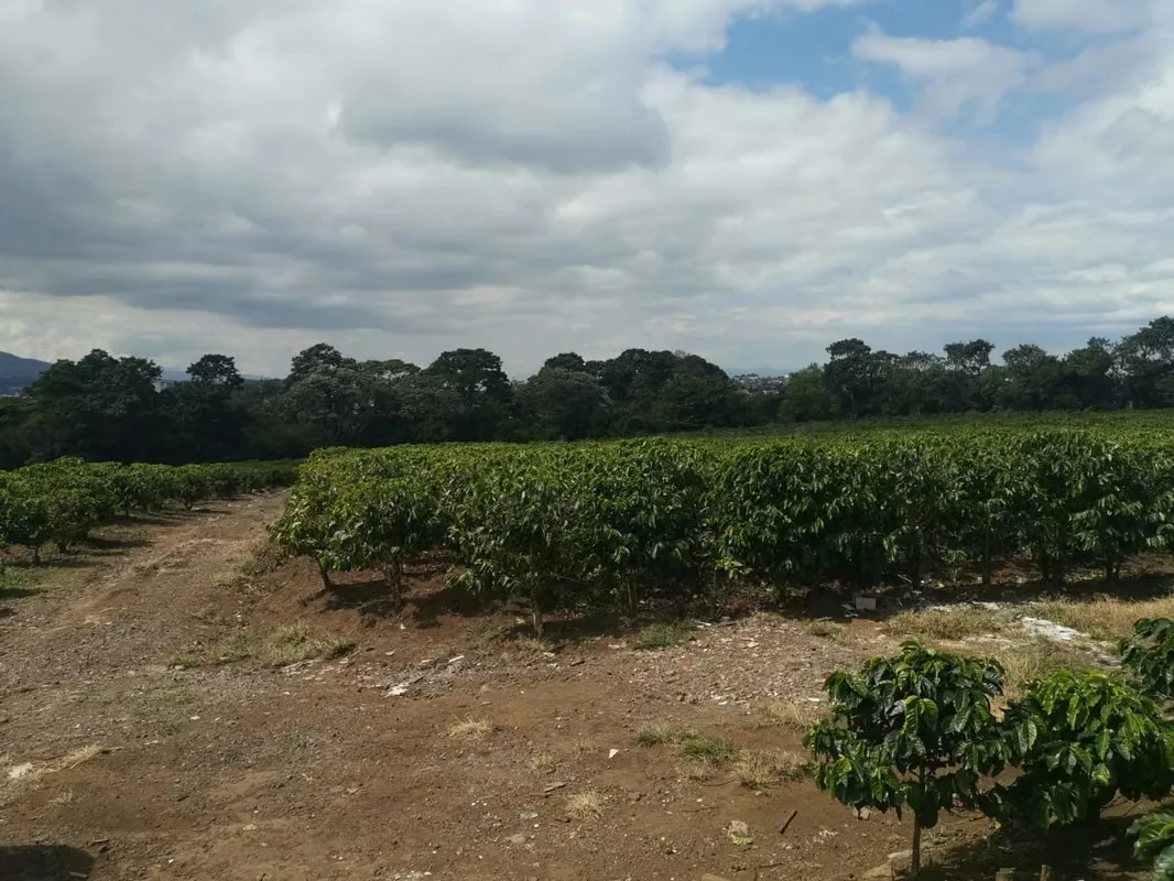 MA Asesorías vende Finca de 6 Hectáreas, con Uso de Suelo Mixto e Industrial, en San Pablo de Heredia., photo 8