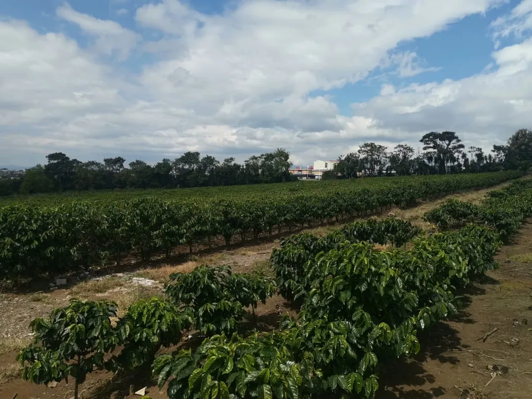 MA Asesorías vende Finca de 6 Hectáreas, con Uso de Suelo Mixto e Industrial, en San Pablo de Heredia., photo 9