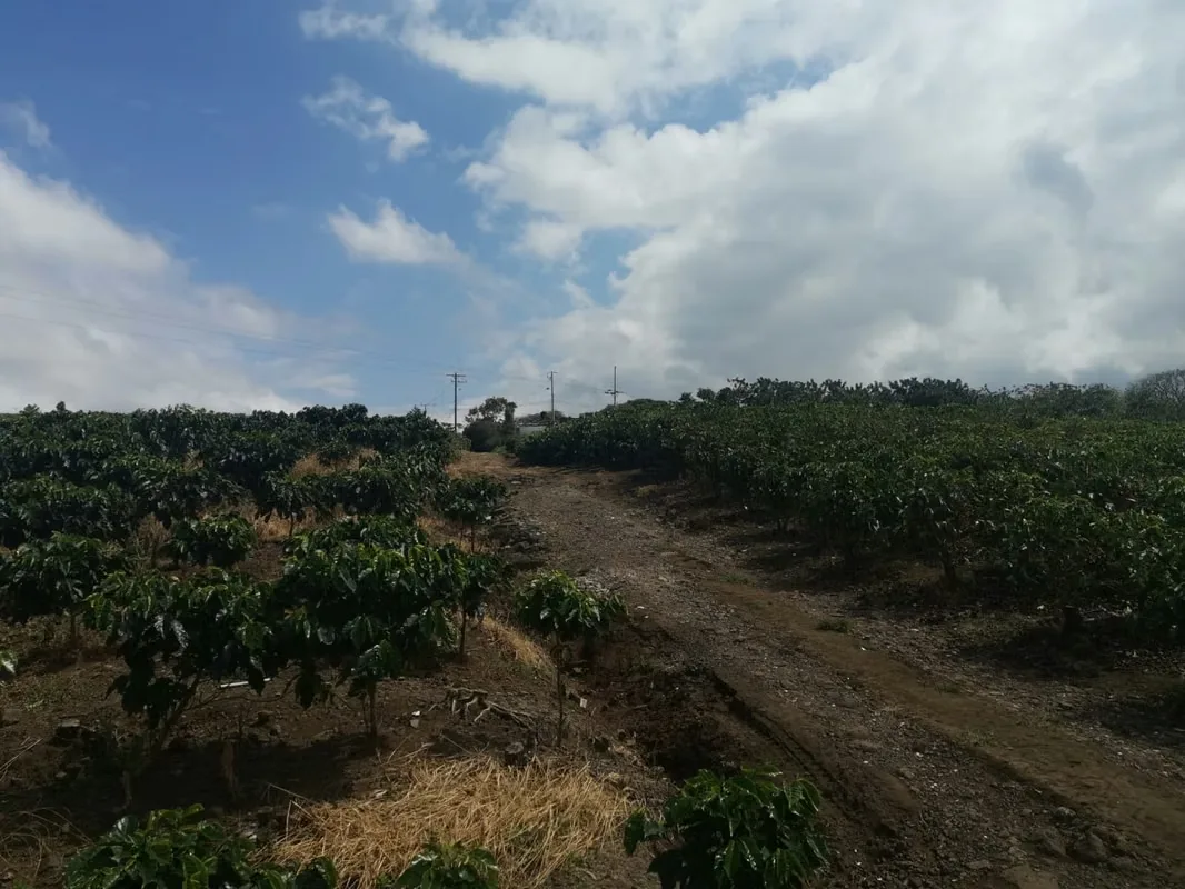 MA Asesorías vende Finca de 6 Hectáreas, con Uso de Suelo Mixto e Industrial, en San Pablo de Heredia., photo 10