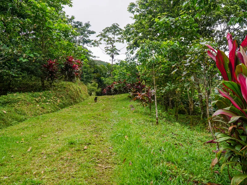 4 Bed Single Family Homes For Sale in Perez Zeledon, photo 12