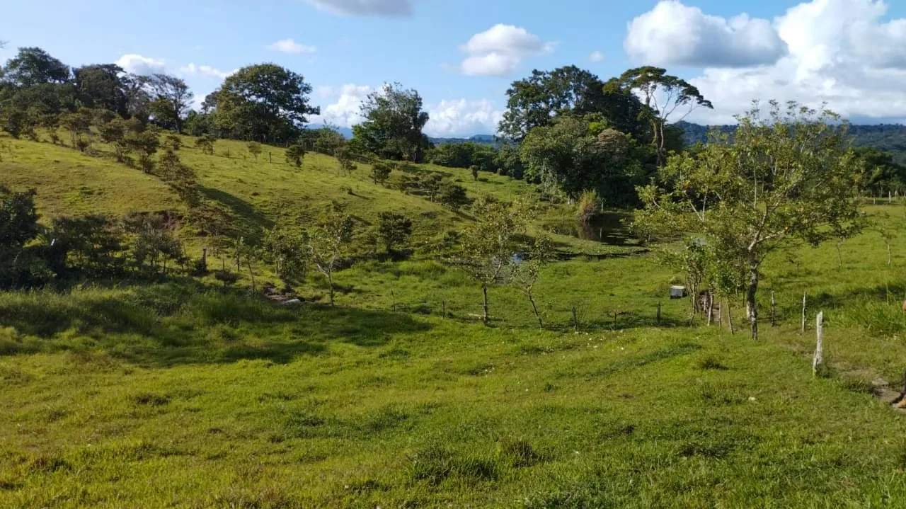 Hermosa y extensa finca con todas las facilidades que usted necesita para desarrollar su negocio a plenitud ubicada en Nuevo ..., photo 11