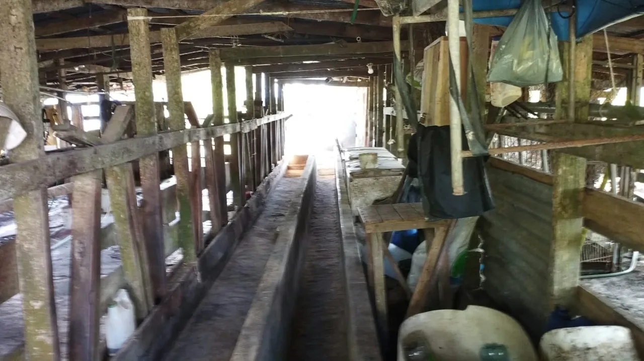Hermosa y extensa finca con todas las facilidades que usted necesita para desarrollar su negocio a plenitud ubicada en Nuevo ..., photo 5