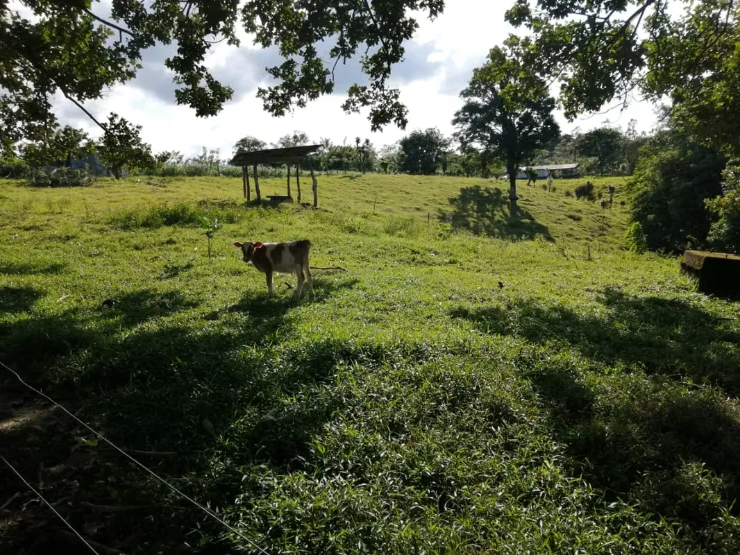 Hermosa y extensa finca con todas las facilidades que usted necesita para desarrollar su negocio a plenitud ubicada en Nuevo ..., photo 6