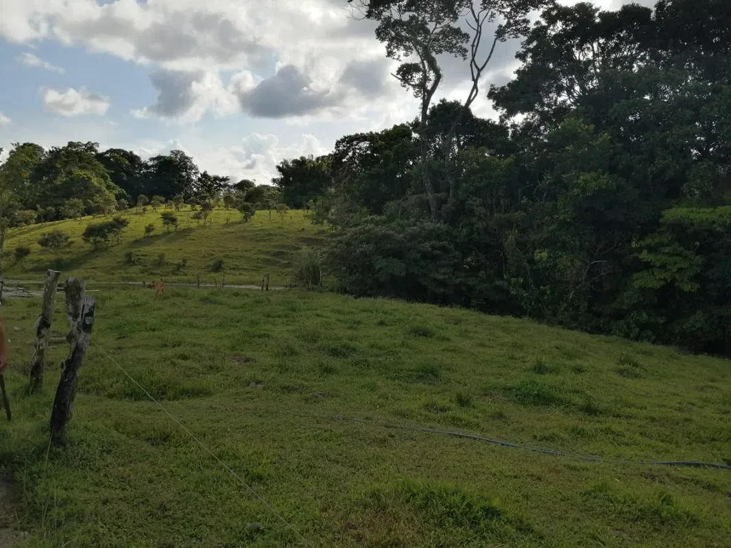 Hermosa y extensa finca con todas las facilidades que usted necesita para desarrollar su negocio a plenitud ubicada en Nuevo ..., photo 9
