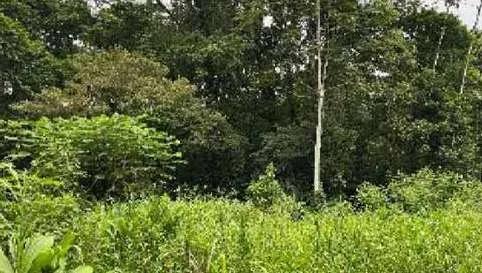 Lote en Las Horquetas, Sarapiquí (bien adjudicado)
