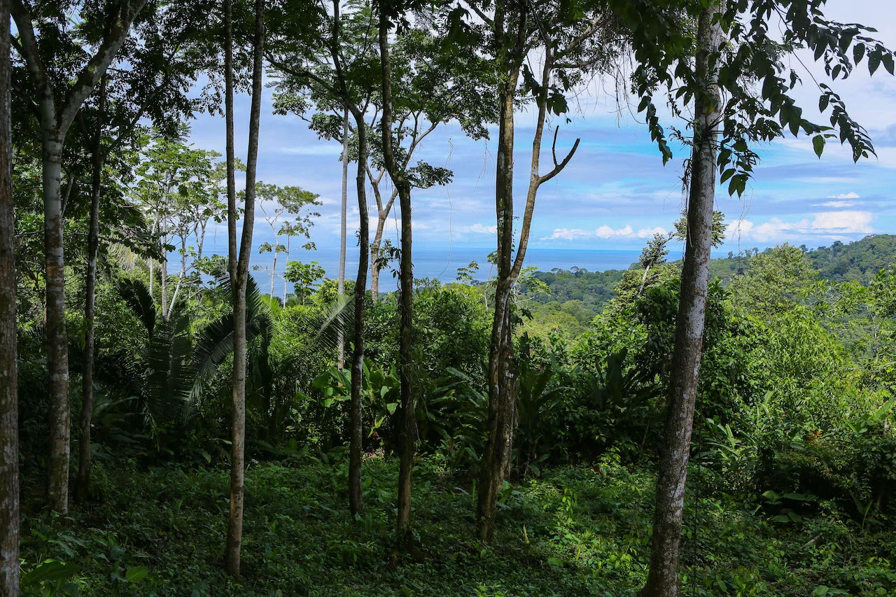 OCEAN VIEW LOTS  WITH OCEAN, JUNGLE AND MOUNTAIN VIEWS IN UVITA, photo 15