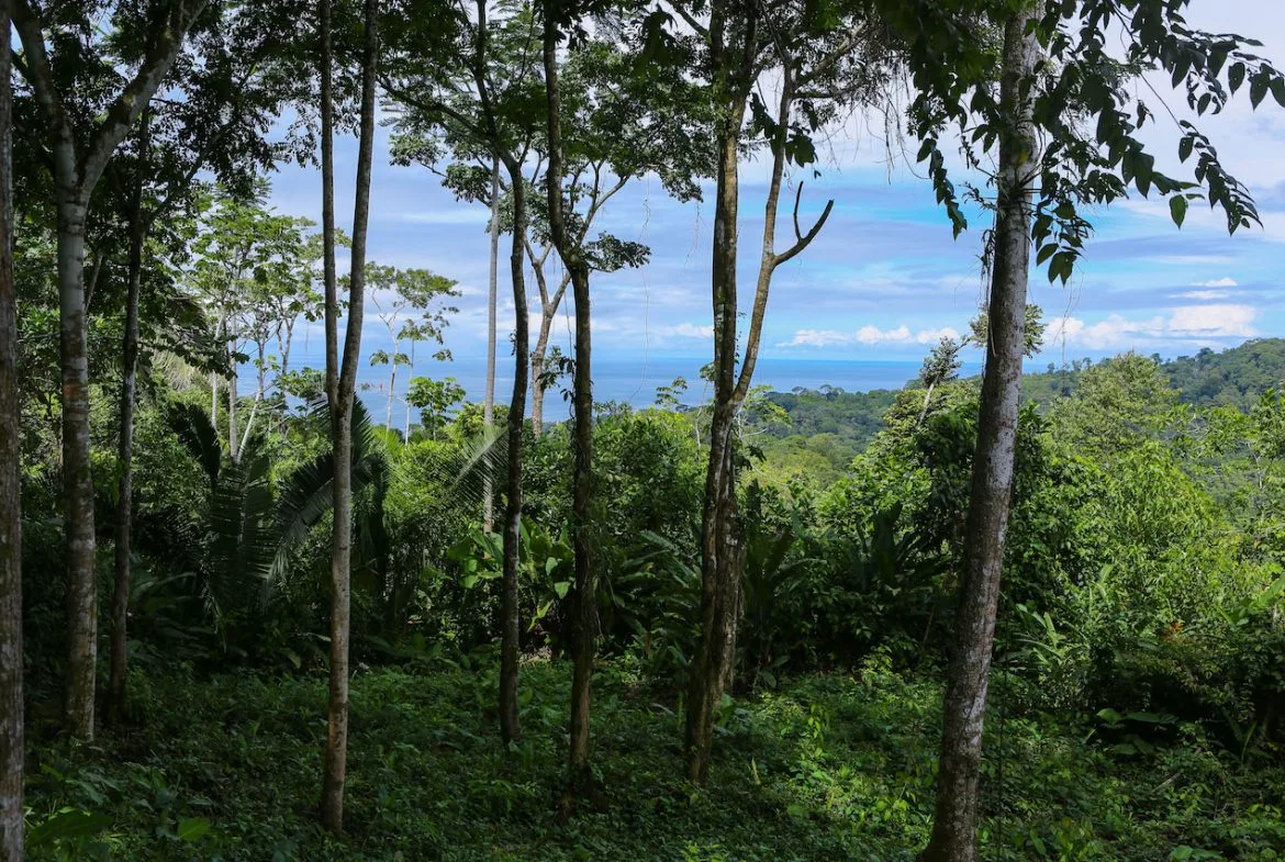OCEAN VIEW LOTS  WITH OCEAN, JUNGLE AND MOUNTAIN VIEWS IN UVITA, photo 16