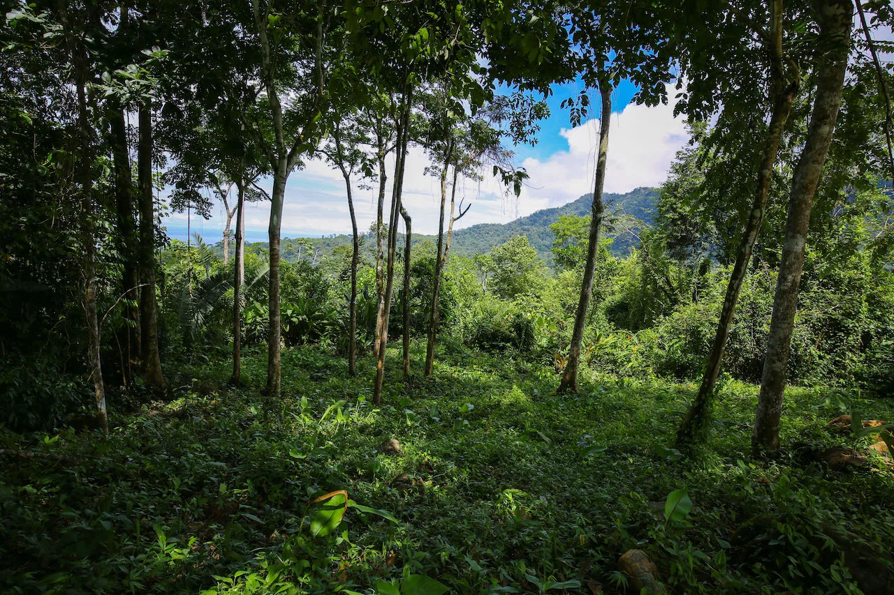 OCEAN VIEW LOTS  WITH OCEAN, JUNGLE AND MOUNTAIN VIEWS IN UVITA, photo 19