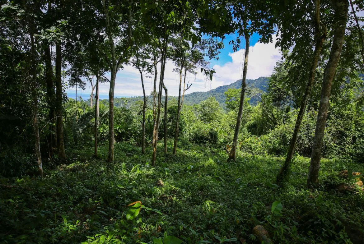 OCEAN VIEW LOTS  WITH OCEAN, JUNGLE AND MOUNTAIN VIEWS IN UVITA, photo 20