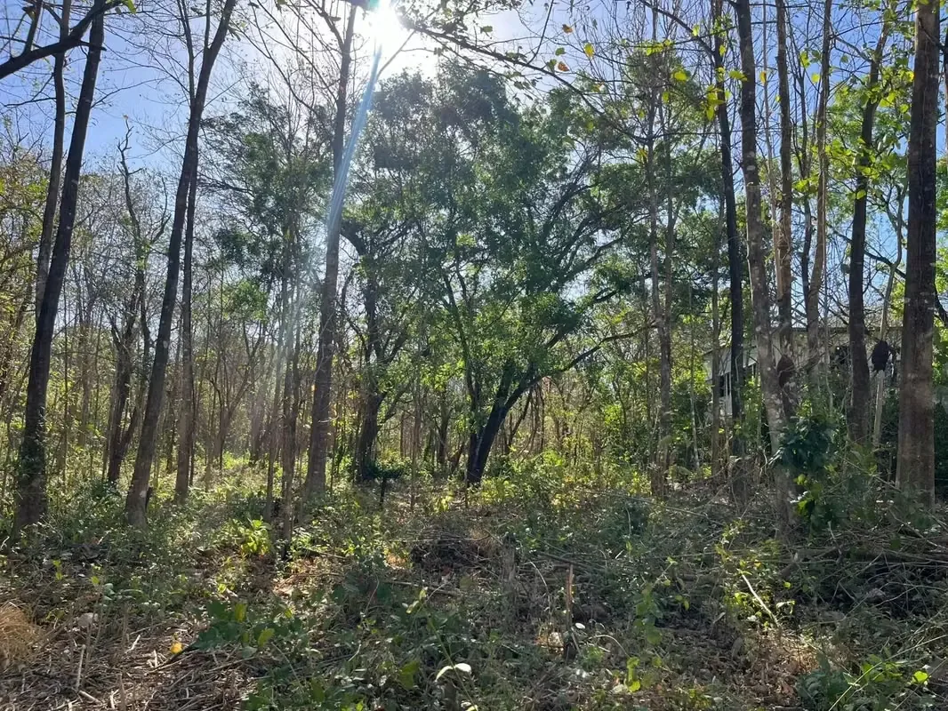 Excelente oportunidad de inversión en una zona de gran crecimiento y plusvalía en Guanacaste. Ubicado estratégicamente entre Santa Rosa y Villarreal, este terreno se encuentra a solo ..., photo 3