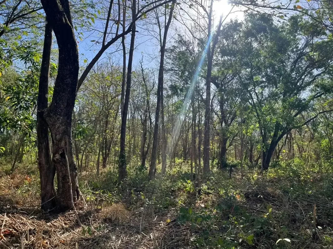 Excelente oportunidad de inversión en una zona de gran crecimiento y plusvalía en Guanacaste. Ubicado estratégicamente entre Santa Rosa y Villarreal, este terreno se encuentra a solo ..., photo 4