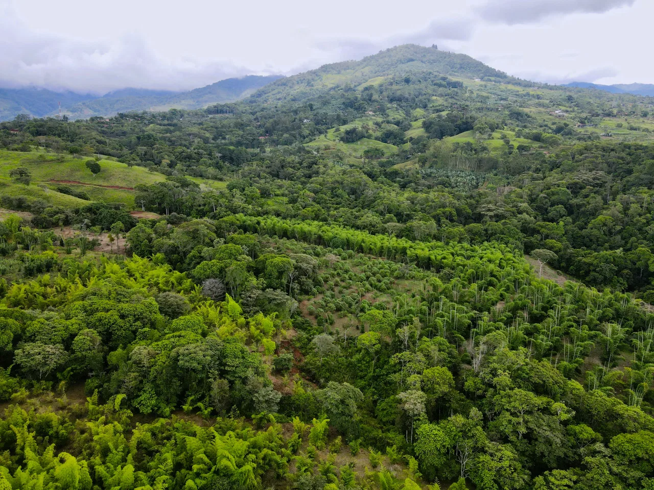 Bamboo Paradise Farm in the Mountains of Quebradas, Perez Zeledon