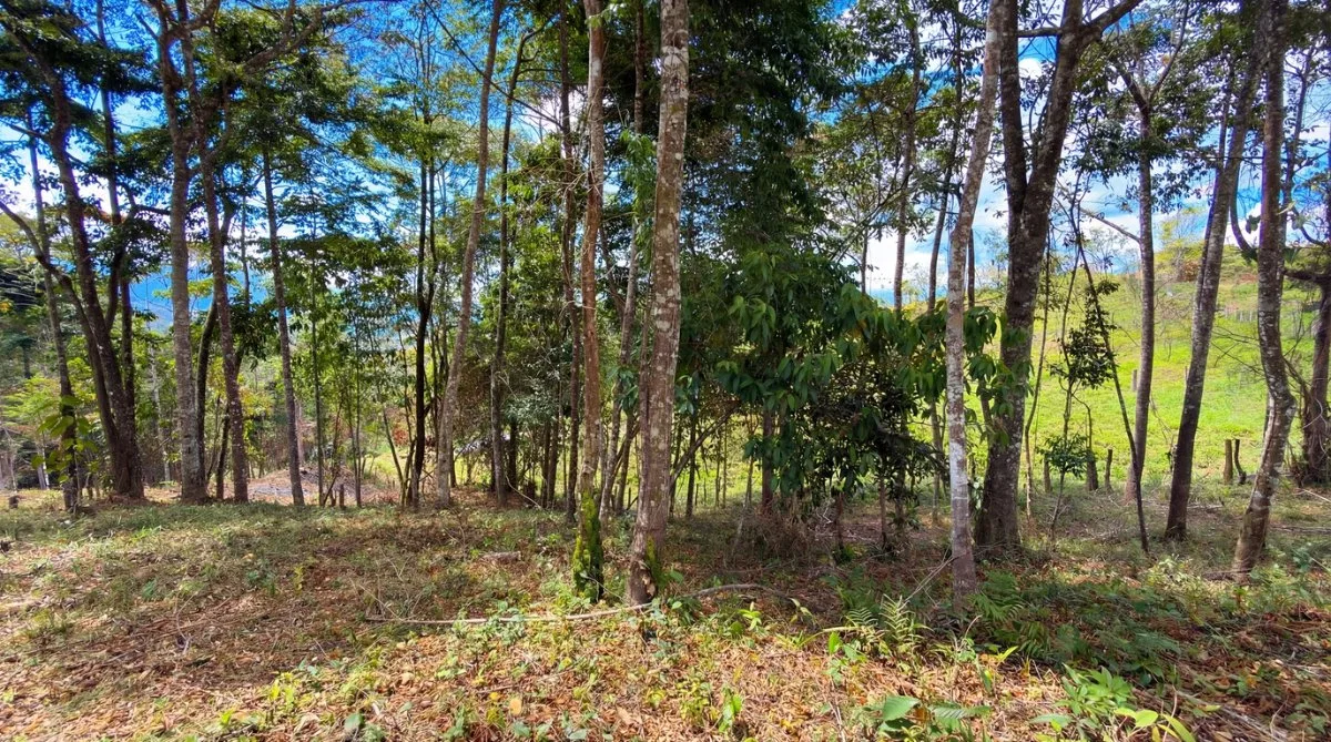 SE VENDE HERMOSO LOTE RESIDENCIAL EN LA MONTAÑA CON VISTAS ESPECTACULARES EN QUEBRADAS - Venta en Pérez Zeledón, photo 9