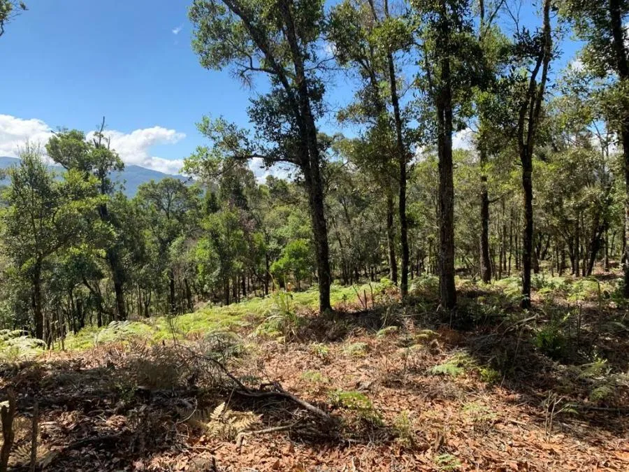 venta de lote en san jose leon  - Venta en León Cortes, photo 2