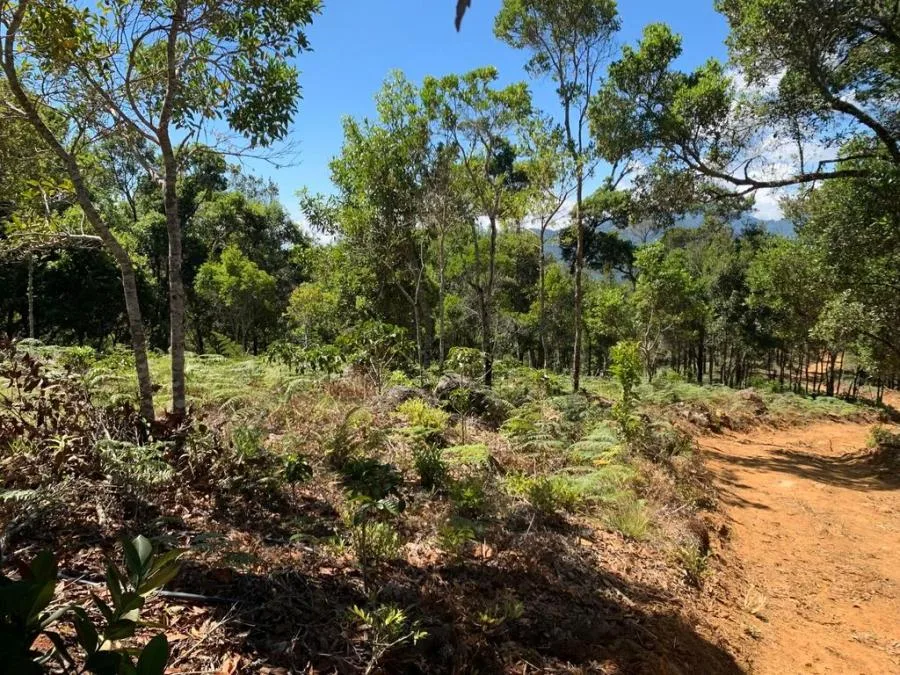 venta de lote en san jose leon  - Venta en León Cortes, photo 4