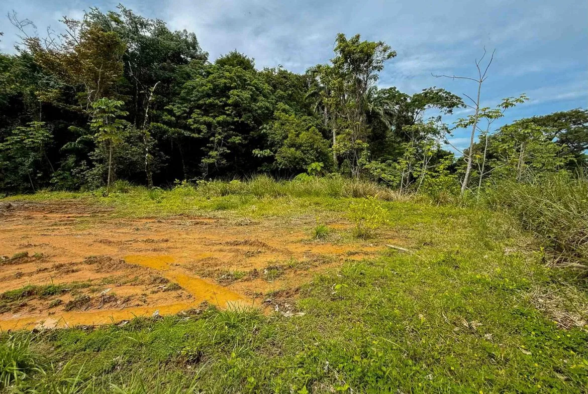 JUNGLE PROPERTY WITH MOUNTAIN VIEWS, IN DOMINICALITO – 1.2 ACRES, photo 12