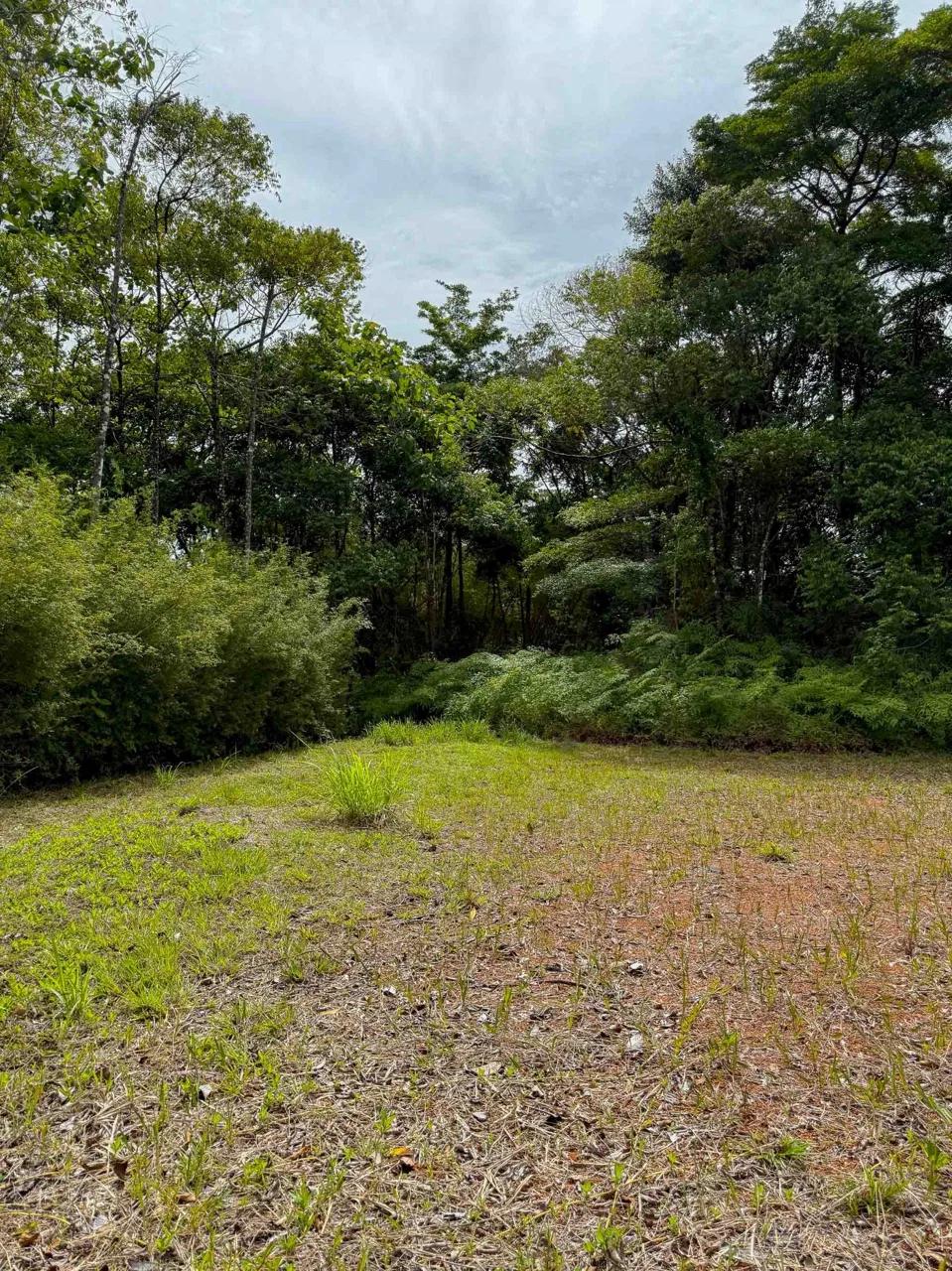 JUNGLE PROPERTY WITH MOUNTAIN VIEWS, IN DOMINICALITO – 1.2 ACRES, photo 15